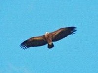 Griffon Vulture